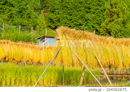 【稲素材】中野の棚田・はさがけされた稲【山梨県】 104562675