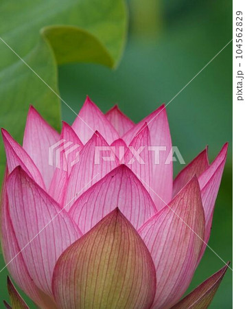 早朝にハスの花が咲き始めます 早朝にハスの花が咲き始めます 104562829