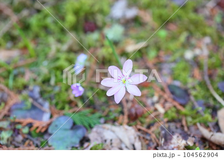 可愛い オオミスミソウの花 可愛い オオミスミソウの花 104562904