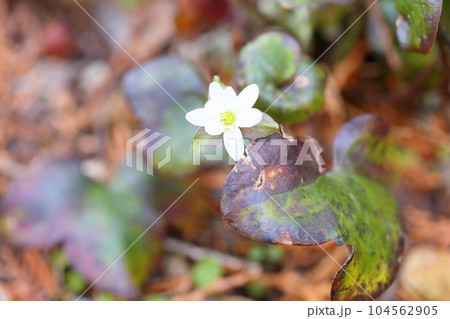 可愛い　オオミスミソウの花 104562905