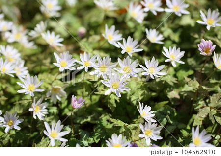 爽やか　ユキワリイチゲの花 104562910