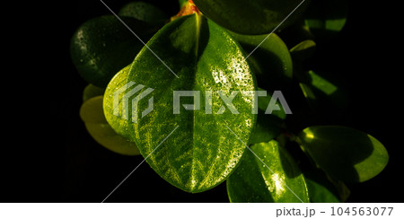 Peperomia leaves close-up on a black background. Juicy foliage. Peperomia leaves close-up on a black background. Juicy foliage. 104563077