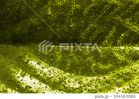 Leaf of a yellow-green plant close-up. The texture of the sheet. The skeleton of the leaf. 104563088