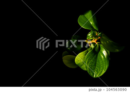 Peperomia flower isolated on a black background. Infinitely copied space. 104563090