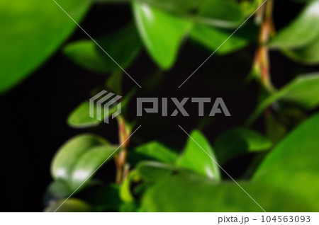 Blurred background with a green plant. Green blurred flower on a black background. Blurred background with a green plant. Green blurred flower on a black background. 104563093