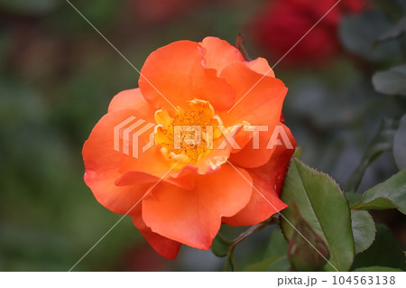 オレンジ色の花びらのプリンセスミチコという薔薇の花をアップで撮影した風景 104563138