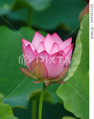 早朝にハスの花が咲き始めました 104563226