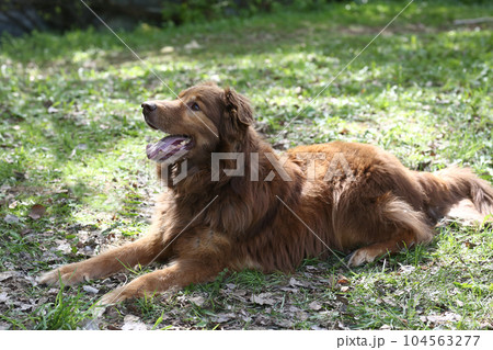 brown fluffy fat dog closeup portrait on green grass background 104563277