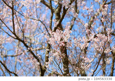 エドヒガンザクラ　満開 104563330