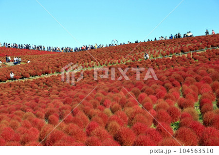 秋の紅葉のコキア ( ひたち海浜公園 ) 104563510