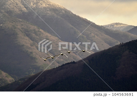 猪苗代湖の白鳥 猪苗代湖の白鳥 104563691