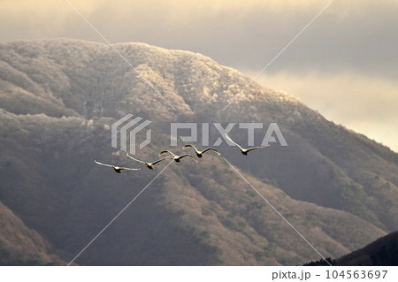 猪苗代湖の白鳥 104563697