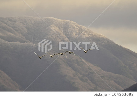 猪苗代湖の白鳥 104563698