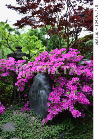 上野寛永寺、つつじが満開の頃 上野寛永寺、つつじが満開の頃 104563738