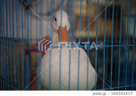 インコ オウム いんこ 104563817