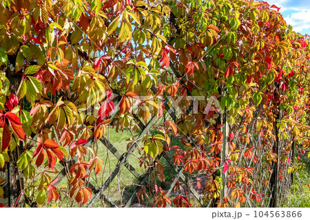 Virginia creeper or "Parthenocissus quinquefolia" leaves in the maze Virginia creeper or "Parthenocissus quinquefolia" leaves in the maze 104563866