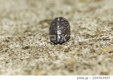 オカダンゴムシ 104563997