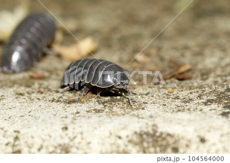 オカダンゴムシ 104564000