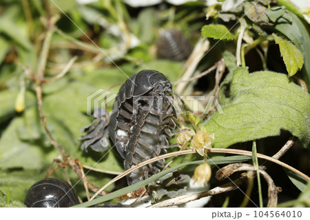 オカダンゴムシ交尾 オカダンゴムシ交尾 104564010