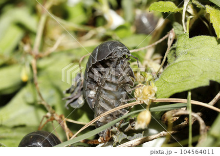 オカダンゴムシ交尾 104564011