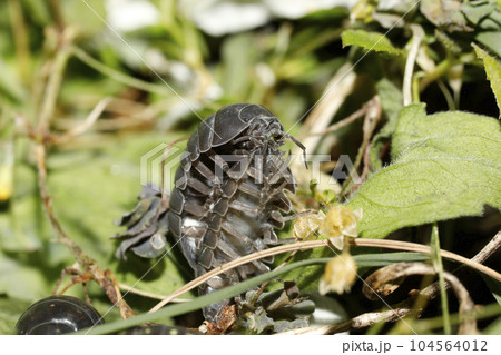 オカダンゴムシ交尾 104564012