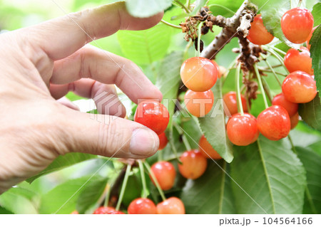 サクランボ狩り 104564166