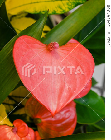 アンスリウム 104564368