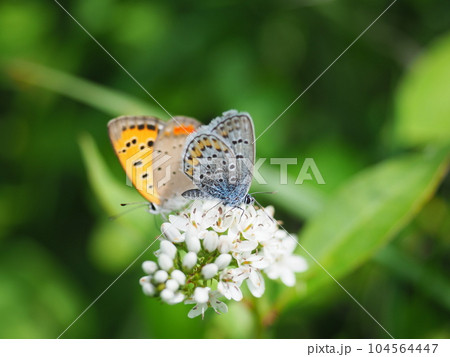 オカトラノオの花の蜜を吸うヒメシジミとベニシジミ 104564447