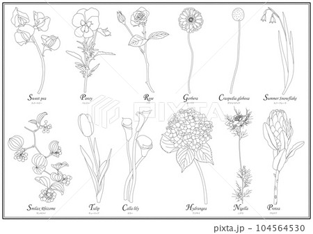 花のラインイラストボタニカル素材 104564530