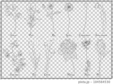 花のラインイラストボタニカル素材 104564530