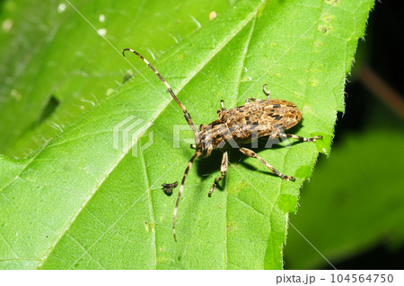 ナガゴマフカミキリ ナガゴマフカミキリ 104564750