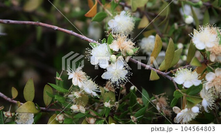 ミルテの花　銀梅花 104564803