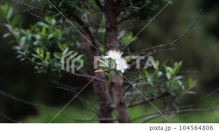 ミルテの花　銀梅花 104564806