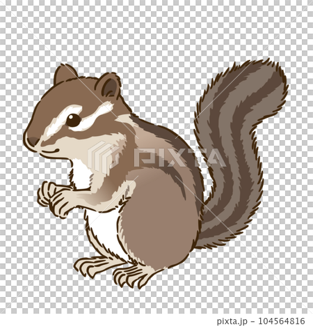 シマリスのイラスト素材 [104564816] - PIXTA