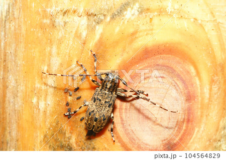 ナガゴマフカミキリ 104564829