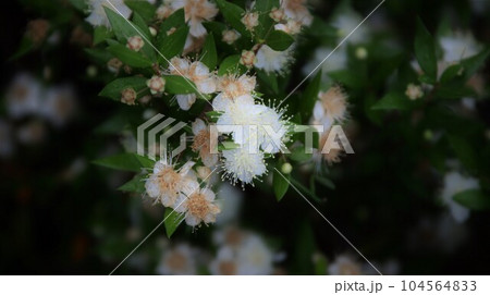 ミルテの花　銀梅花 104564833