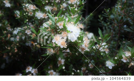 ミルテの花　銀梅花 104564839