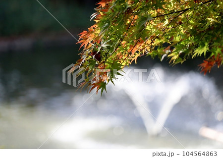 紅葉が始まったモミジ 紅葉が始まったモミジ 104564863
