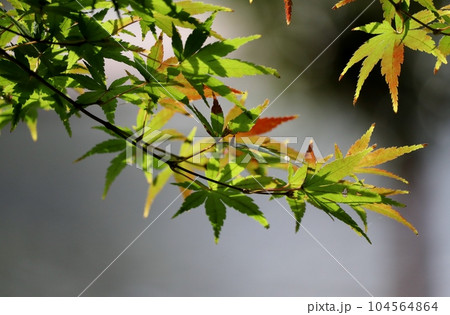紅葉が始まったモミジ 紅葉が始まったモミジ 104564864