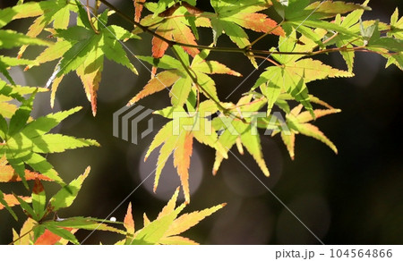 紅葉が始まったモミジ 紅葉が始まったモミジ 104564866