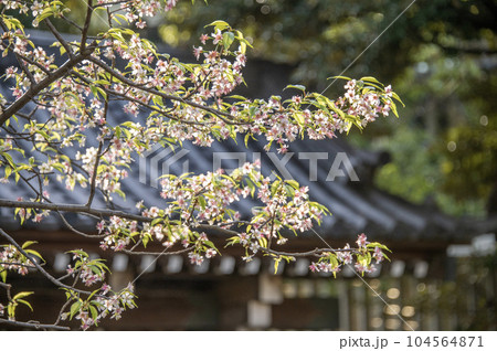 戸越公園　桜　ヒマラヤザクラ　東京都品川区豊町 104564871