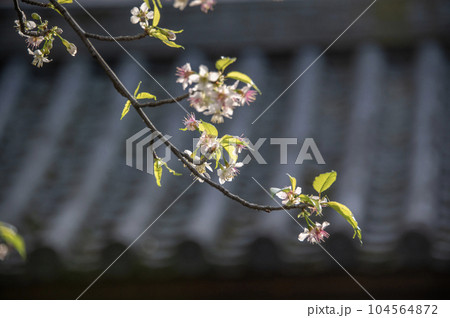 戸越公園　桜　ヒマラヤザクラ　東京都品川区豊町 104564872