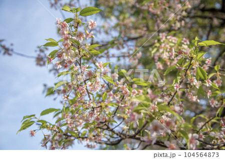 戸越公園　桜　ヒマラヤザクラ　東京都品川区豊町 104564873