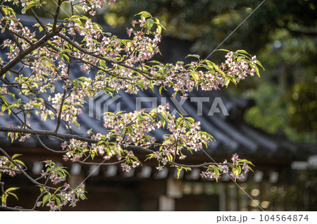 戸越公園　桜　ヒマラヤザクラ　東京都品川区豊町 104564874