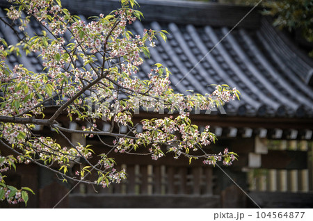戸越公園　桜　ヒマラヤザクラ　東京都品川区豊町 104564877