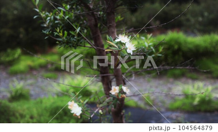ミルテの花　銀梅花 104564879