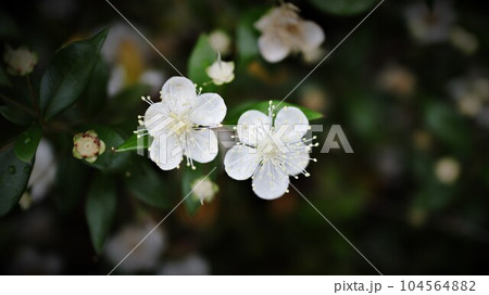 ミルテの花　銀梅花 104564882