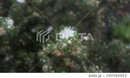 ミルテの花　銀梅花 104564883