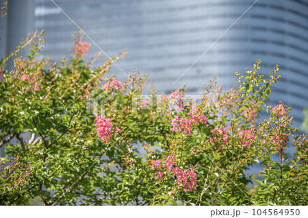 浜離宮恩賜庭園 東京都中央区浜離宮庭園  浜離宮恩賜庭園 東京都中央区浜離宮庭園  104564950
