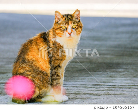 振り返る三毛猫 104565157